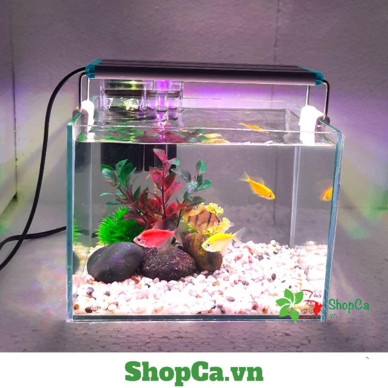 Bể cá mini: Một phong cách tiện lợi và nhỏ gọn để tận hưởng vẻ đẹp ...